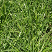 Fescue Grass