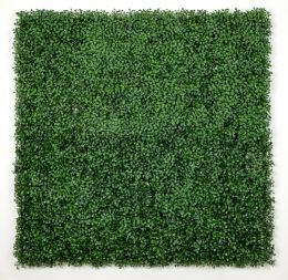 Boxwood