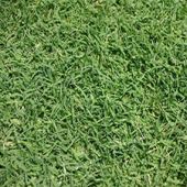 Instant Turf Couch