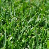 Instant Turf Tall Fescue