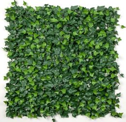 Ivy