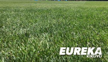 Eureka Kikuyu