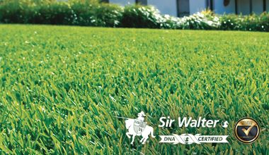 Sir Walter