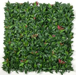 Photinia